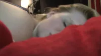 NVG / NG / CCHD (Net Video Girls / Net Girl / Casting Couch HD) - 2012 - Flower 2