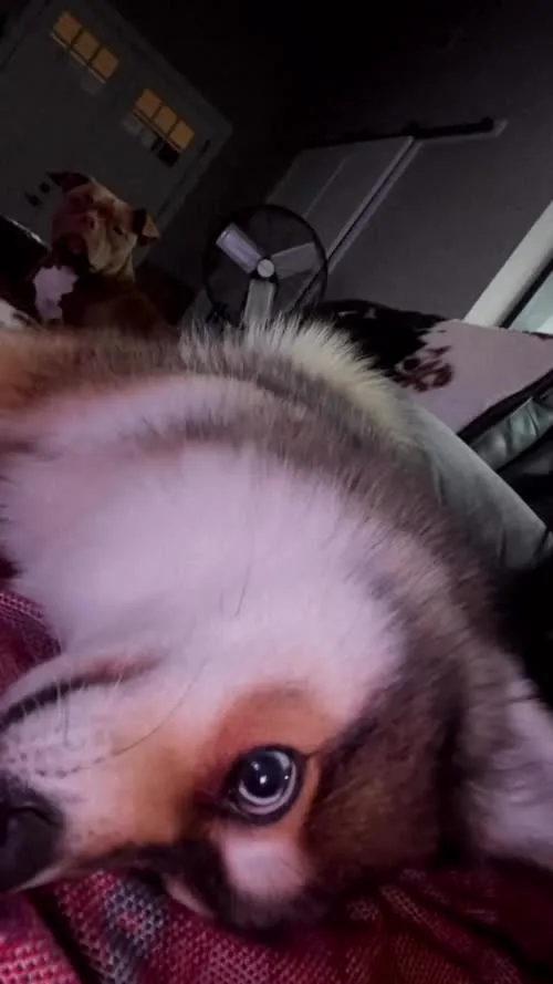 WWE Rhea Ripley - Video #400599