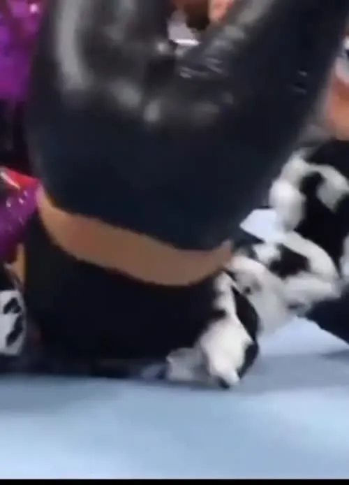 WWE Bayley / Davina Rose / Pamela Rose Martinez - Video