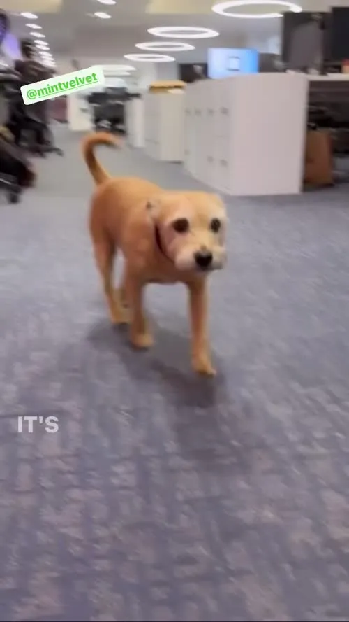 Amanda Holden - Video