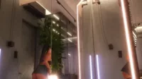 Ami_Katana - Ami Katana (2025-12-16 12:49:04)