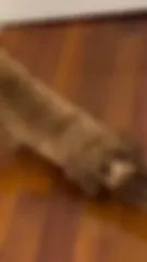 Melek Mosso - Video