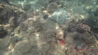 AtKingdom | AtkHairy | AtkExotics - Video