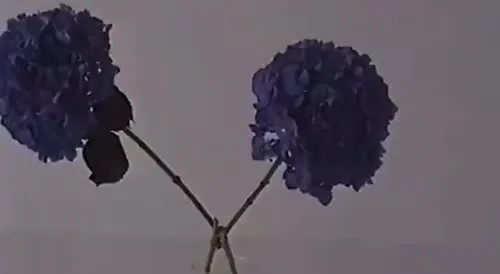 Billie Eilish - Video #389689