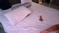 Cute__foxy - Cute foxy (2024-09-09)