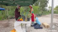 Roxiesin / roxiesinner / peachescheeks / UrArabGf - Fresh corn with Roxie Sinner Peter Fitzwell