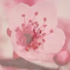Leni Klum - Video