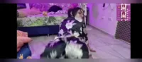 Khloee_sr | Isabella Uzcátegui - Kimono show