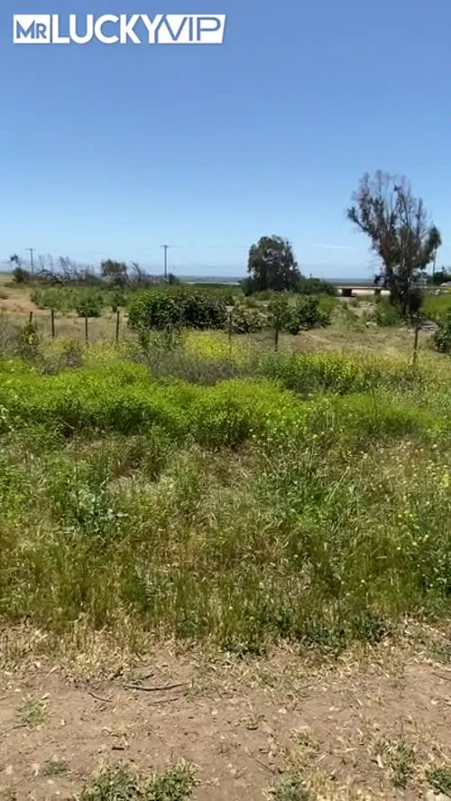 Jane Wilde - Video