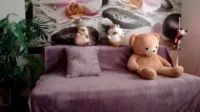 JennyCutey/HoneyIAmHome - Video #36495