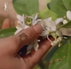 Dua Lipa - Video