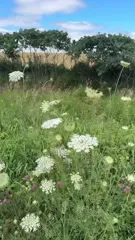 Michelle Monaghan - Video