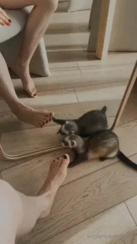 Reislin - 08-04-2020-30418746-Do you like my feet My ferret likes them too.