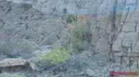 Sofie Marie / Wickedyummy1 - Desert Mirage BBC
