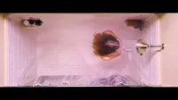 Sydney Sweeney - The housemaid - Scene 1