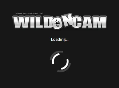 WildonCam / Wild on Cam - Cherry Pimps